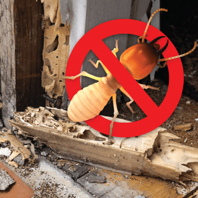 Termite Control