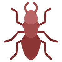 Wood Borer Treatment